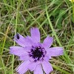 Catananche caeruleaFlower