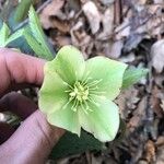 Helleborus viridis Flower