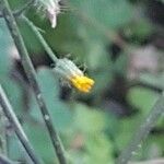 Crepis micrantha 花