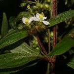 Tibouchina longifolia Fleur