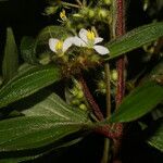 Tibouchina longifolia Kvet