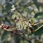 Fallopia dumetorum Fruchs