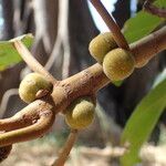 Ficus lutea Vrucht