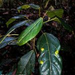 Macaranga alnifolia Hoja
