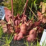 Sarracenia rosea Leaf