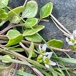 Cochlearia officinalis Λουλούδι