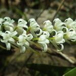 Cyrtorchis ringens Flower