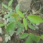 Desmodium tortuosum Blatt