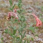 Oenothera longiflora Beste bat