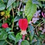 Abutilon megapotamicum Flor