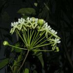 Sarcostemma clausum Flower