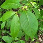 Viburnum nudum Leaf