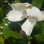 Magnolia macrophylla Floro