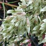 Ailanthus altissima Fruit