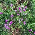 Vernonia angustifolia Цвят