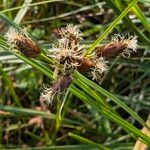 Bolboschoenus maritimus Λουλούδι