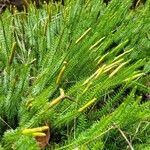 Lycopodium annotinum Yaprak