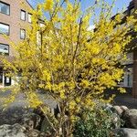 Forsythia intermedia Natur