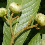 Saurauia montana Leaf