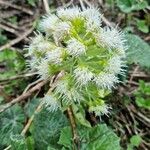 Petasites albusFlor