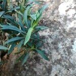 Dianthus rupicola Leaf