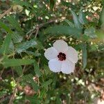 Pavonia hastata Flower
