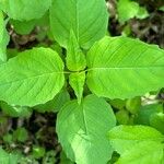 Circaea canadensis Blatt