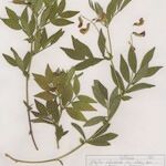 Lathyrus vivantii Plante entière