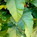 Silphium perfoliatum Leaf