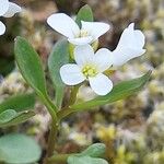 Cardamine resedifolia Žiedas