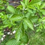 Rubus ferus Folha