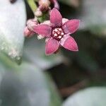 Metrodorea nigra 花