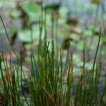 Eleocharis dulcis Лист