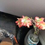 Castilleja indivisa Flor