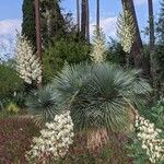 Yucca thompsoniana 整株植物