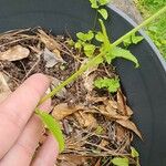 Stachys floridana Bark