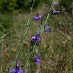 Delphinium peregrinum Хабит