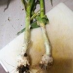 Allium ascalonicum Fruit