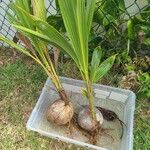 Cocos nucifera ফল
