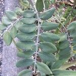 Sophora tomentosa 葉