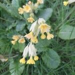 Primula verisFlower