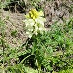 Pedicularis comosa Συνήθη χαρακτηριστικά