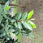 Campomanesia phaea Leaf