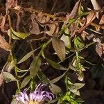 Symphyotrichum × salignum Květ
