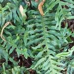 Polypodium interjectum ഇല