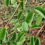 Helinus integrifolius Lehti