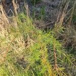 Hakea sericea Blad