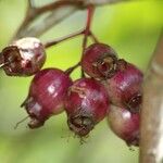 Syzygium cymosum Fruit