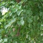 Tilia cordataFulla