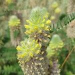 Astragalus alopecurus ফুল